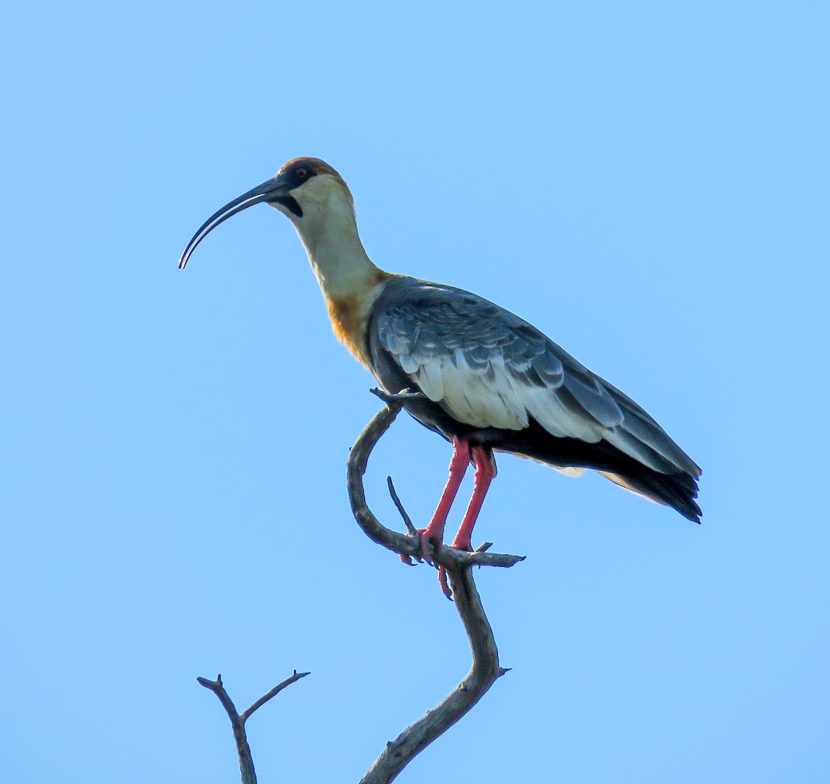 ibis bělokřídlý - ML333572051