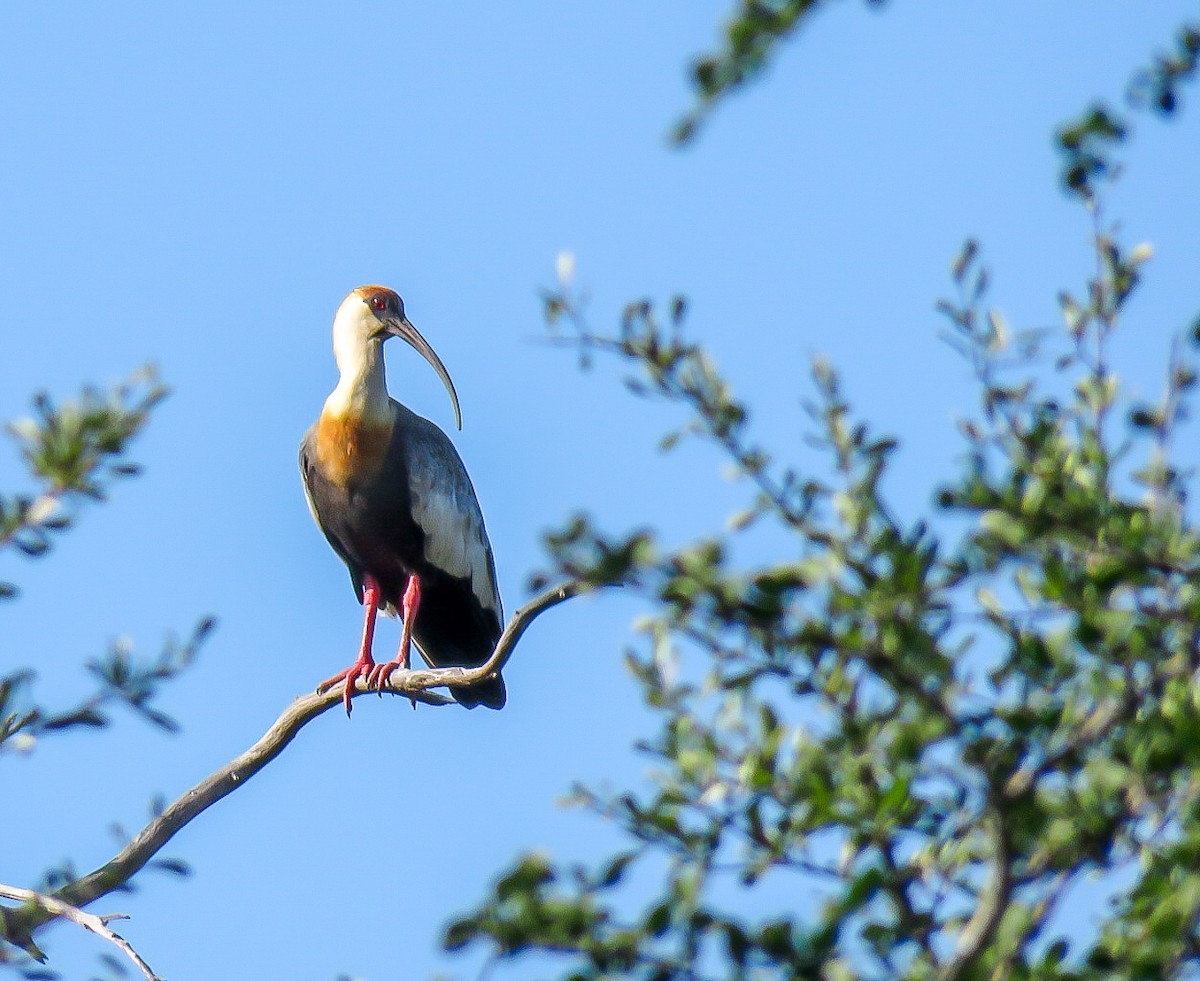ibis bělokřídlý - ML333572071