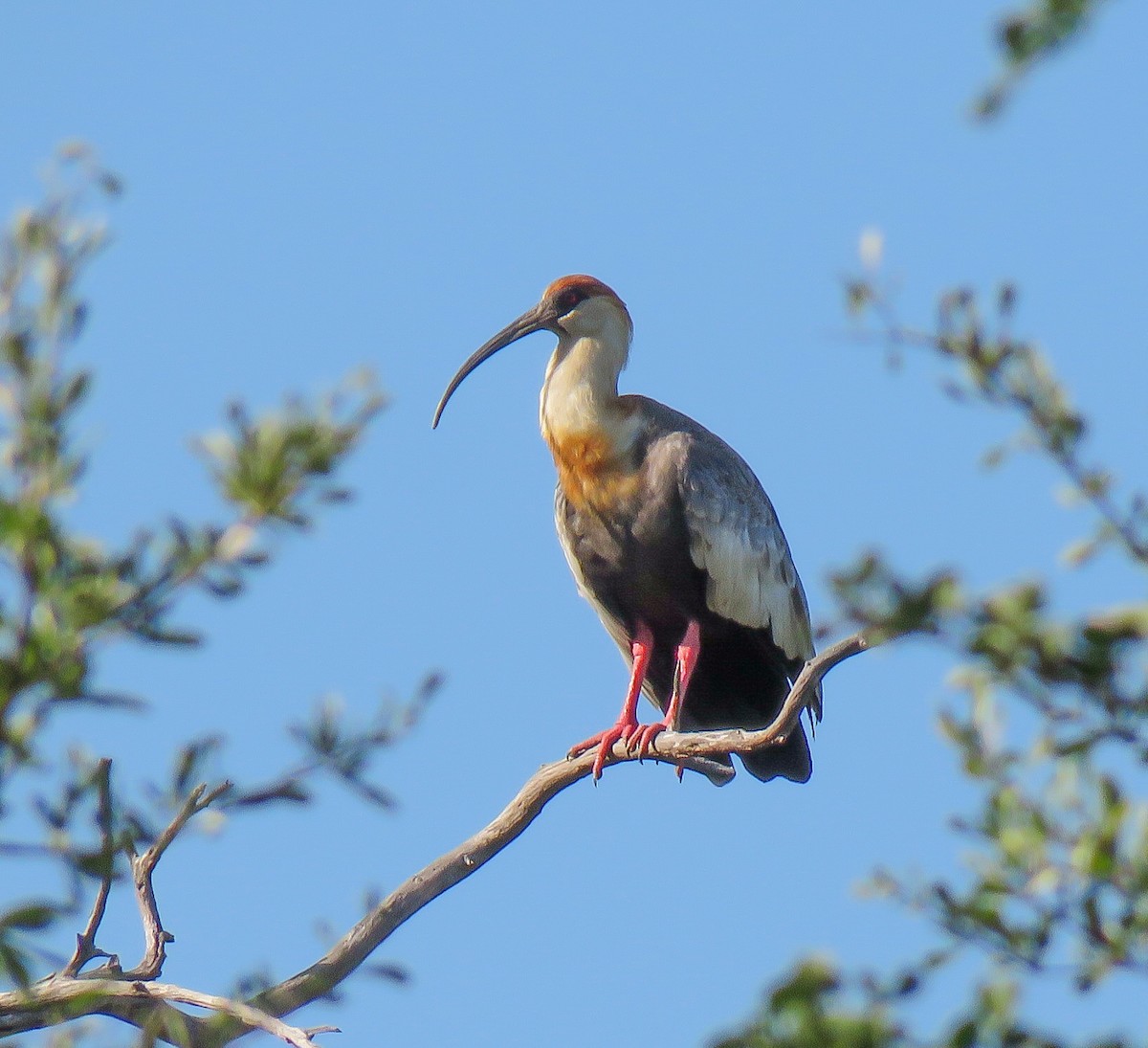 ibis bělokřídlý - ML333572111