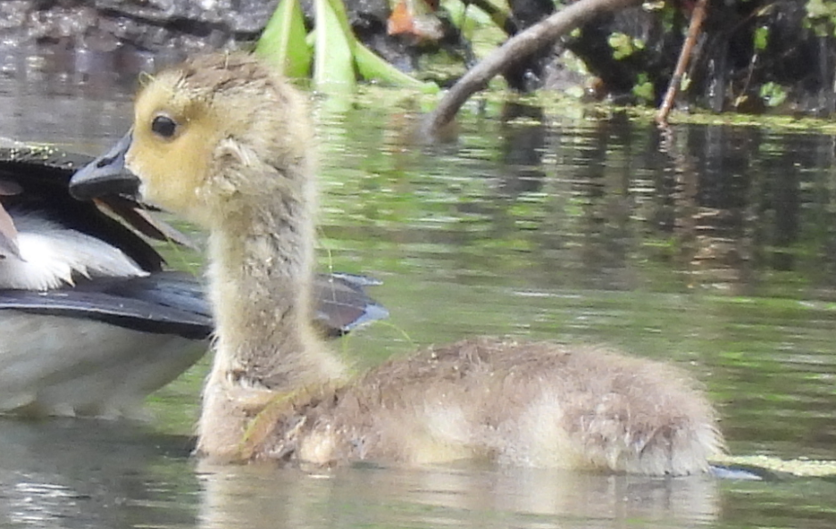 Canada Goose - ML333576221