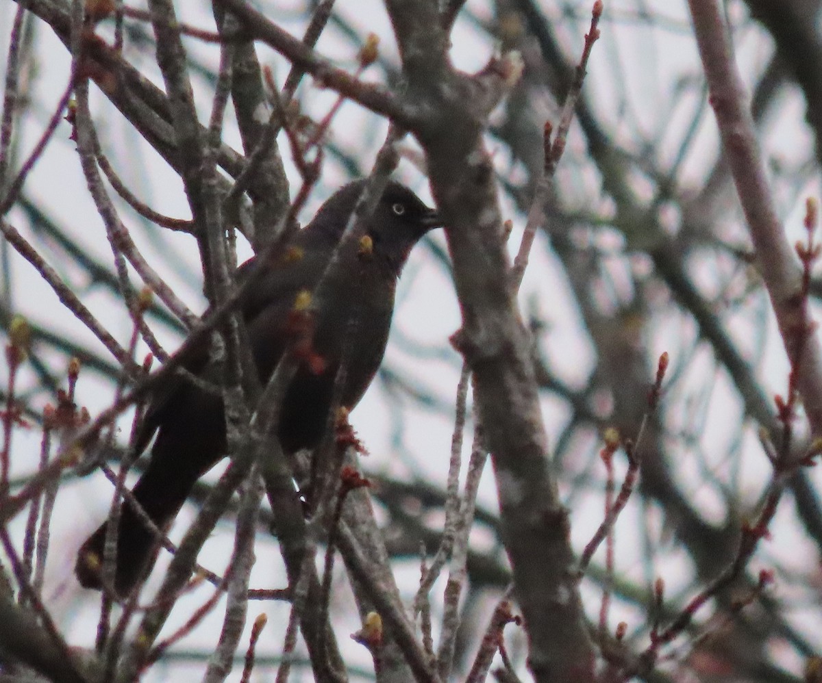 Rusty Blackbird - Jim Dillon