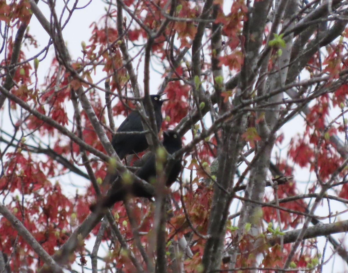 Rusty Blackbird - ML333577461