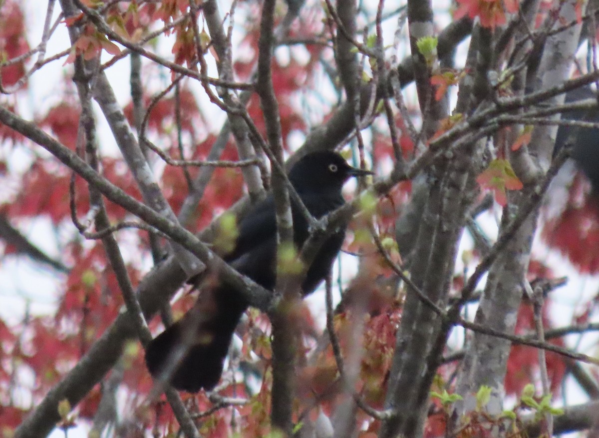 Rusty Blackbird - Jim Dillon