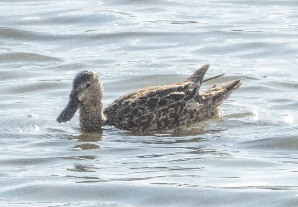 Cinnamon Teal - ML333580601