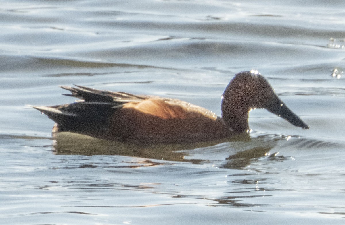 Cinnamon Teal - ML333580611