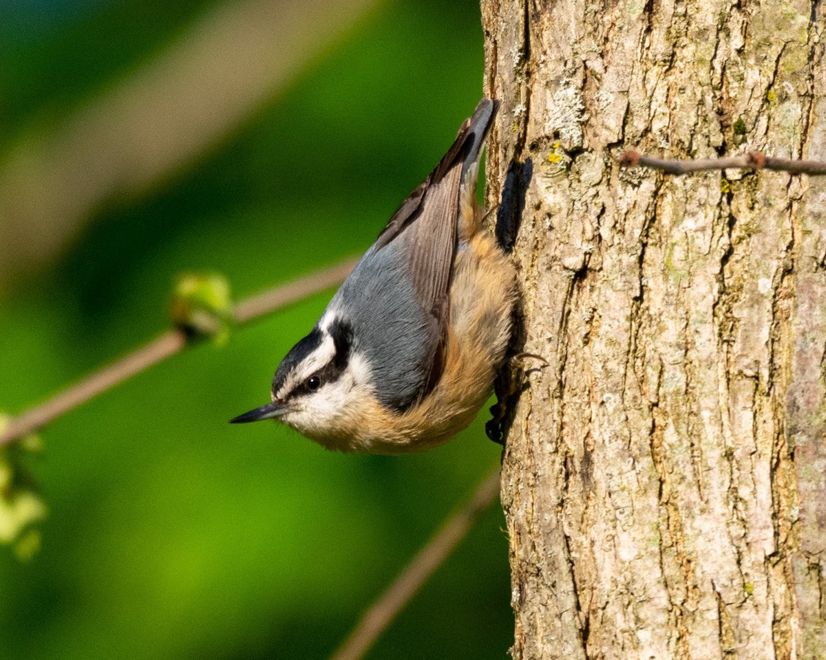 Red-breasted Nuthatch - ML333583261