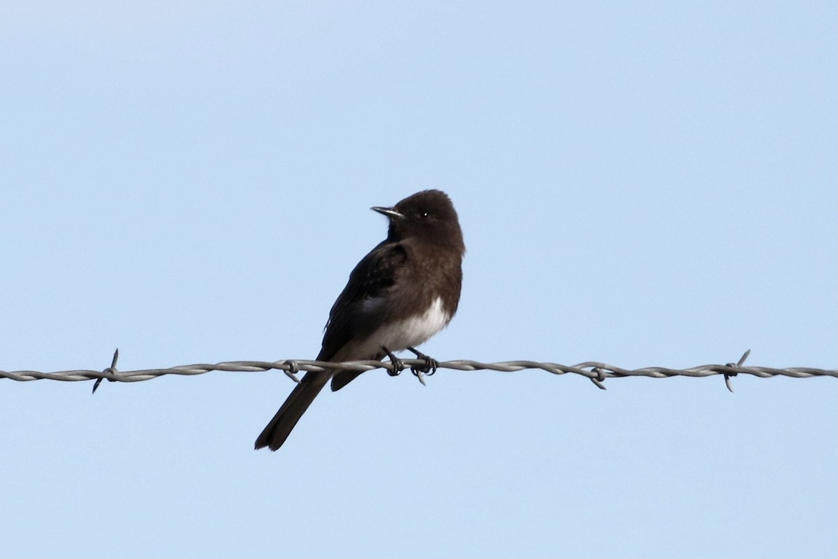 Black Phoebe - ML333587601