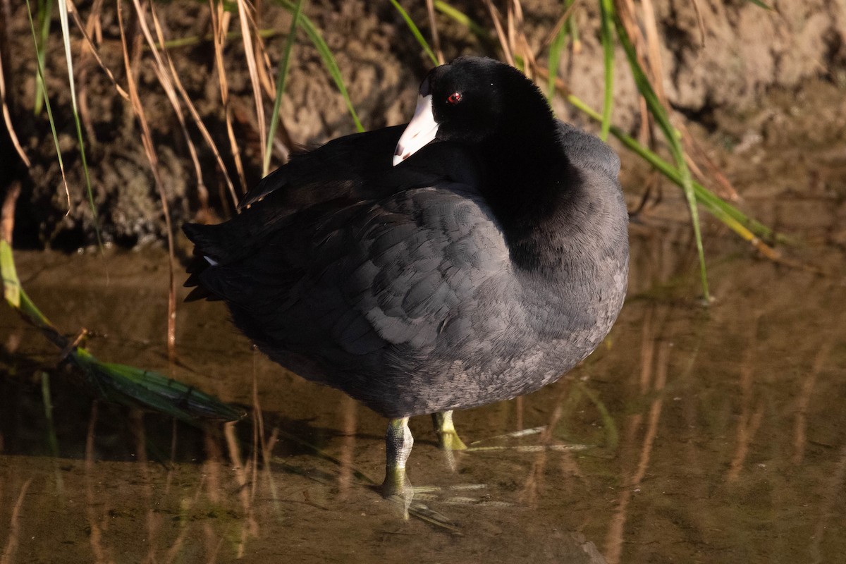 American Coot (Red-shielded) - ML333587671
