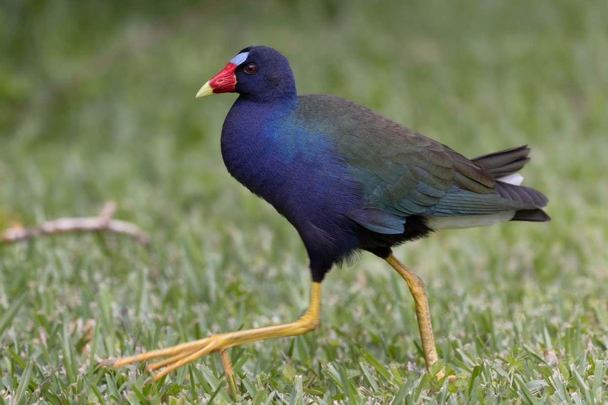 Purple Gallinule - ML333588151