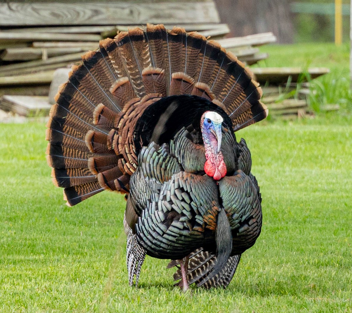 Wild Turkey - ML333588671