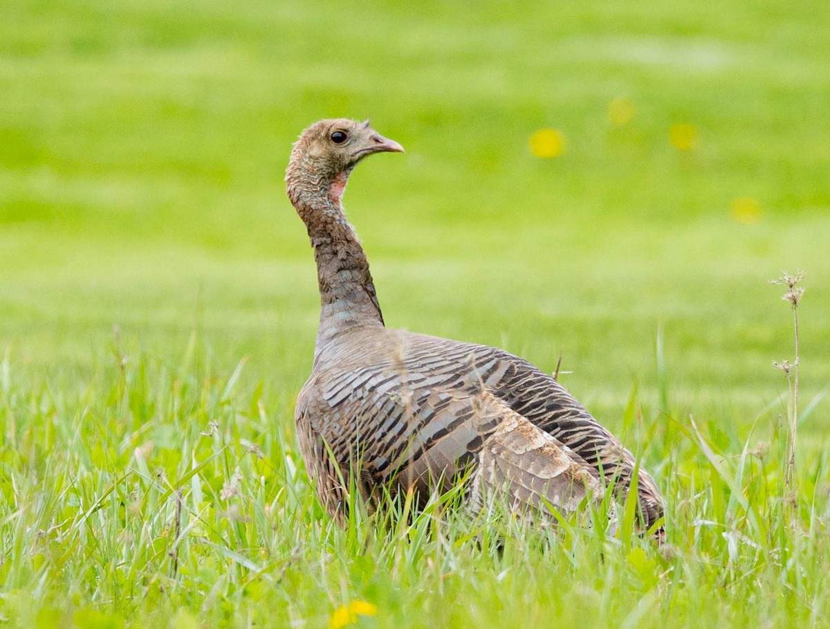 Wild Turkey - Robert Bochenek