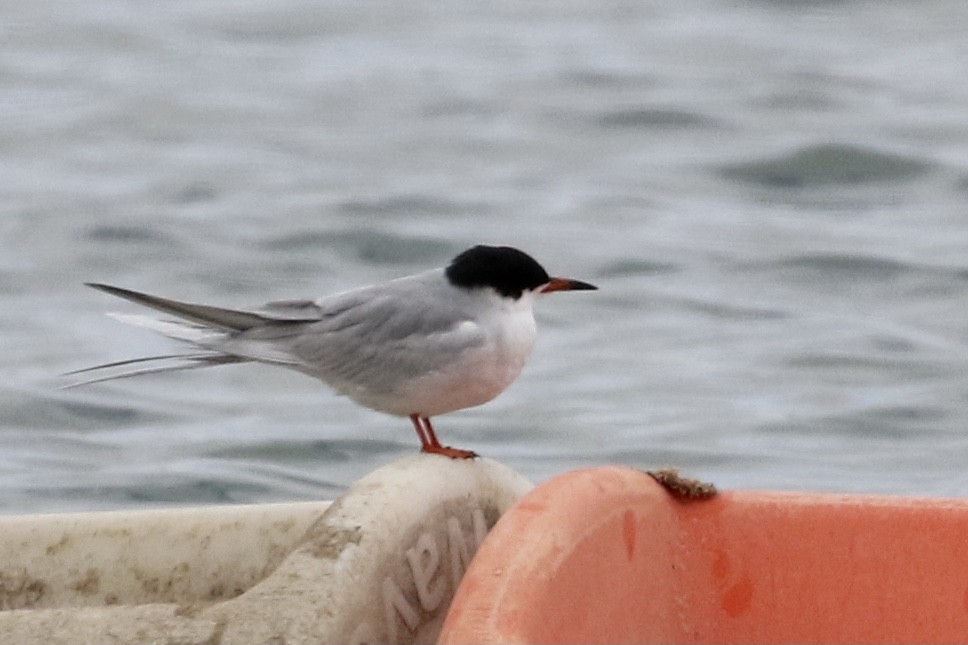 Forster's Tern - ML333590031