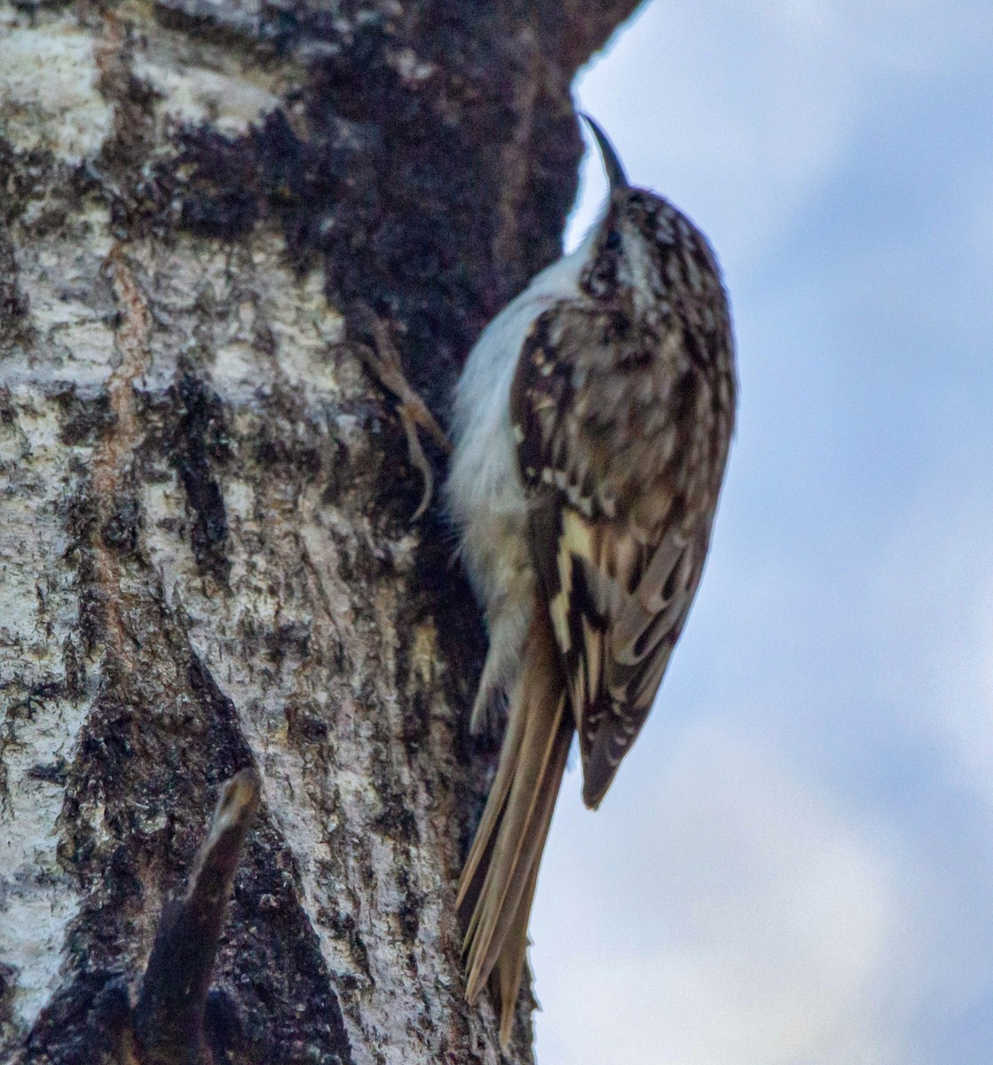 Brown Creeper - ML333591721