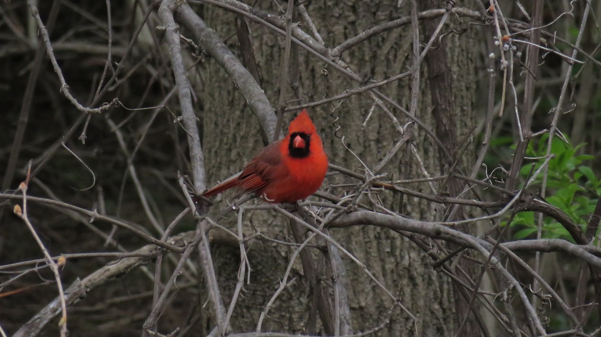 Cardinal rouge - ML333591921