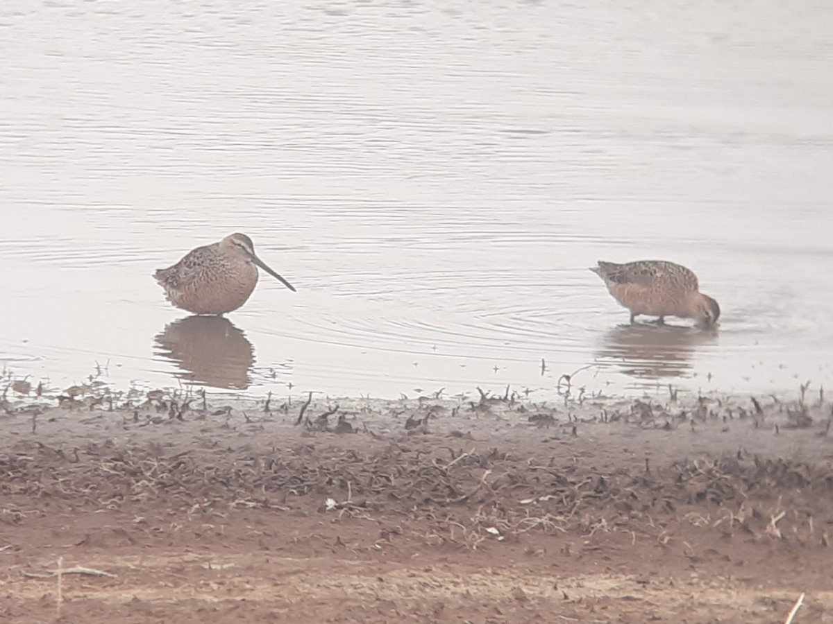 Long-billed Dowitcher - ken mcbyrd-bell