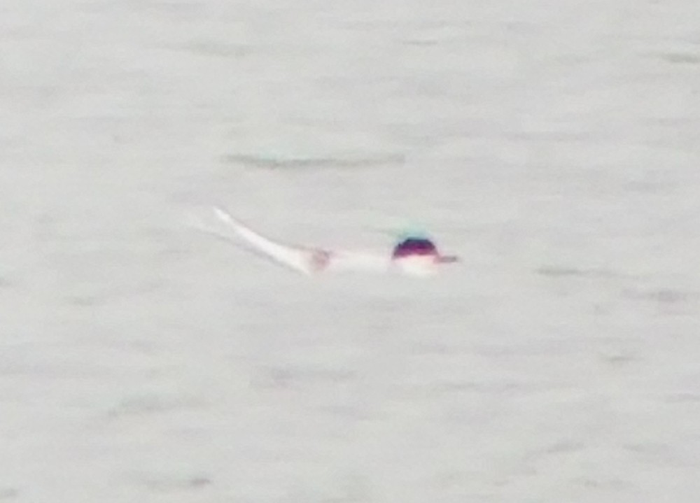 Forster's Tern - ML333594671