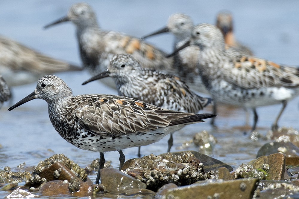 Great Knot - Peter Han