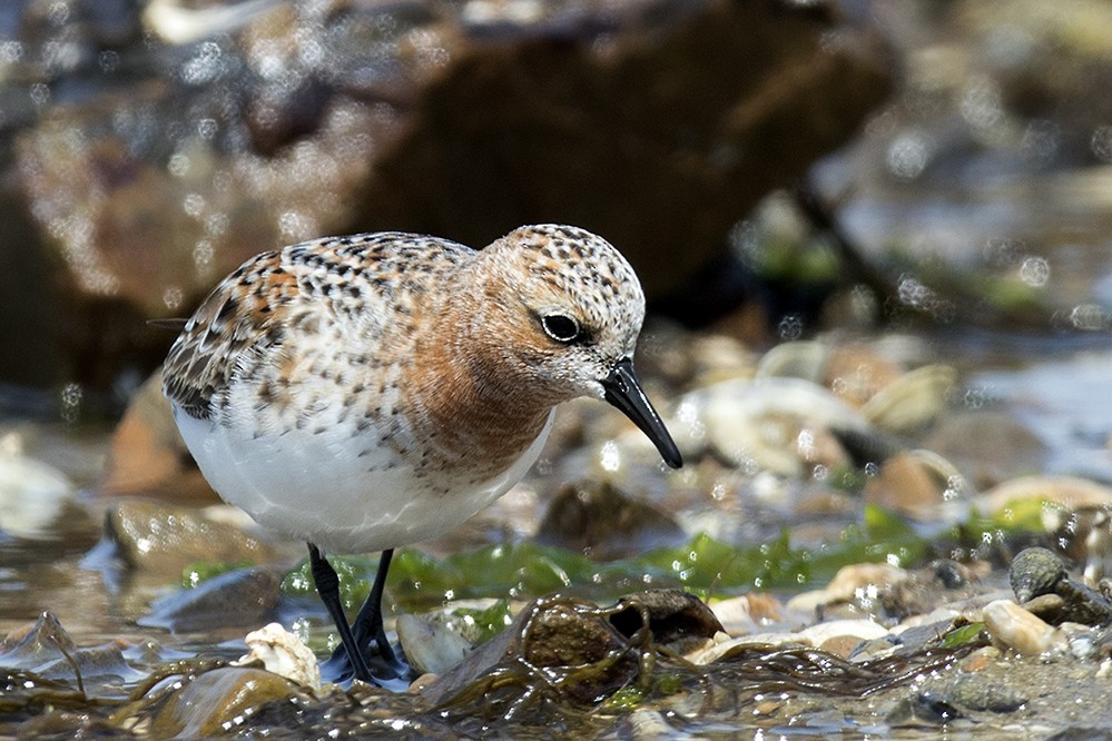 Rotkehl-Strandläufer - ML333595041