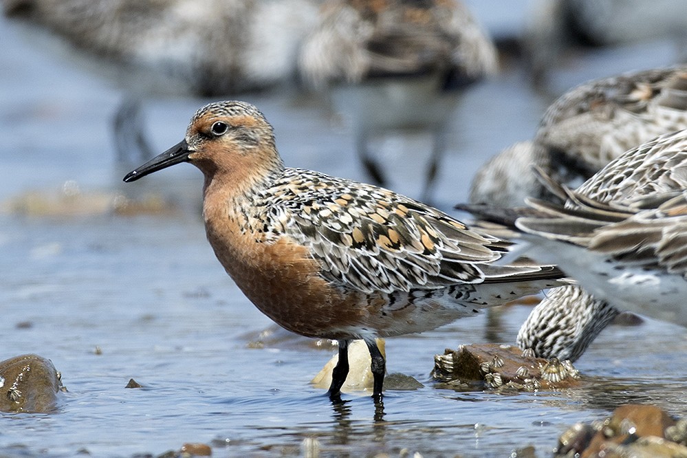 Red Knot - Peter Han