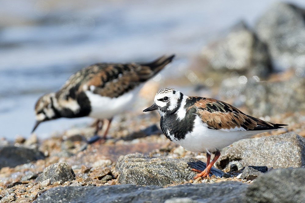 Ruddy Turnstone - ML333595271