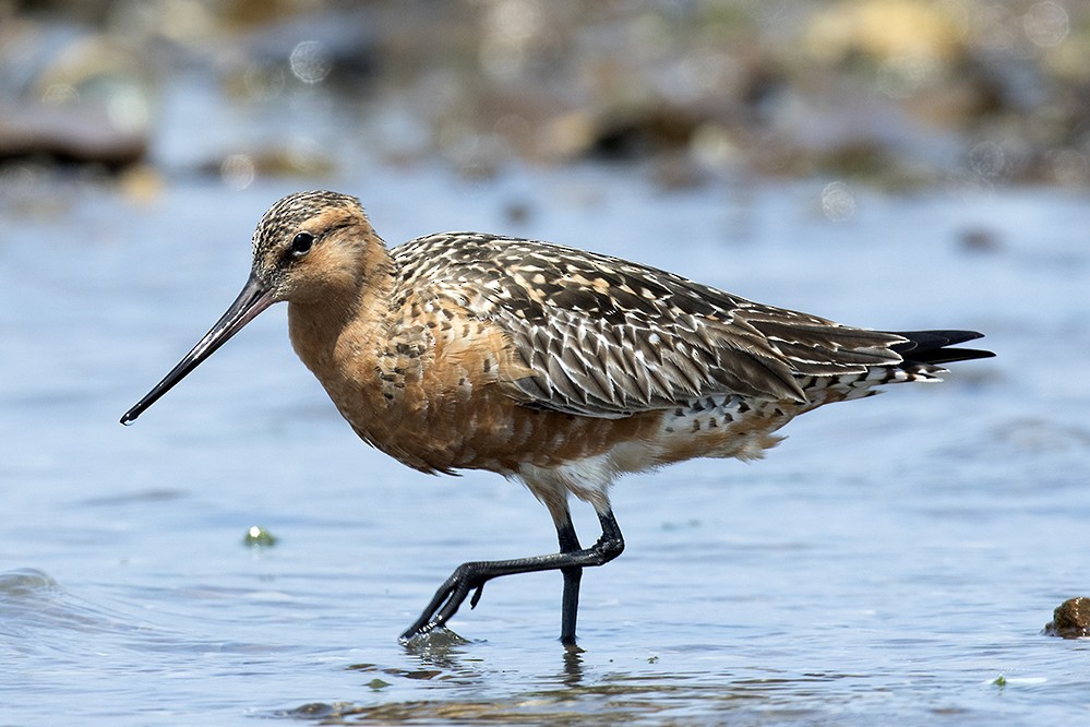 Pittima minore - ML333595301