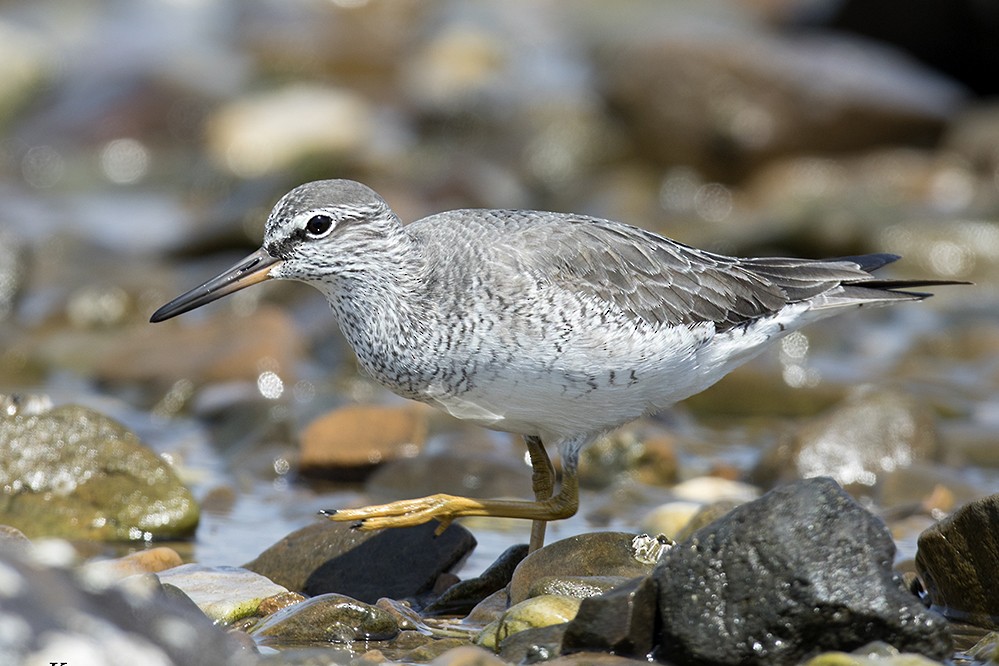 Gray-tailed Tattler - ML333595521