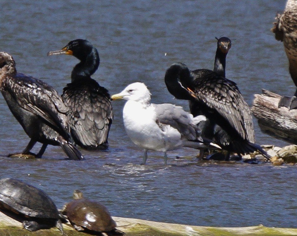 California Gull - ML333597731