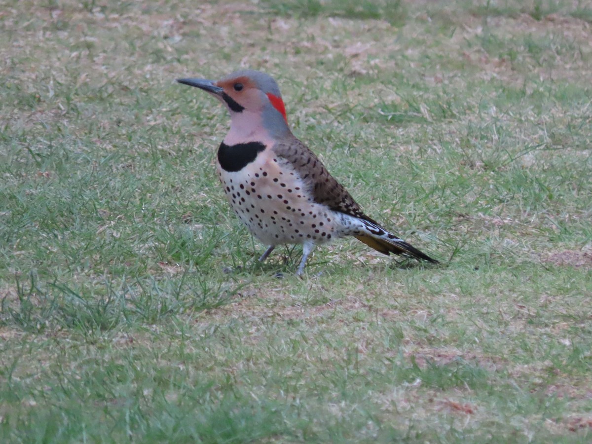 Northern Flicker - Jim Dillon