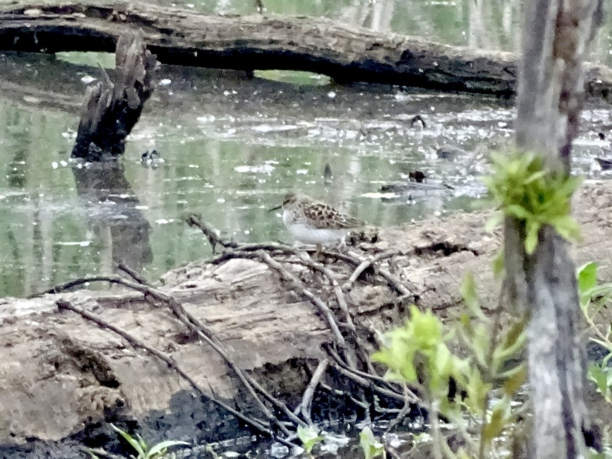 Least Sandpiper - ML333598701