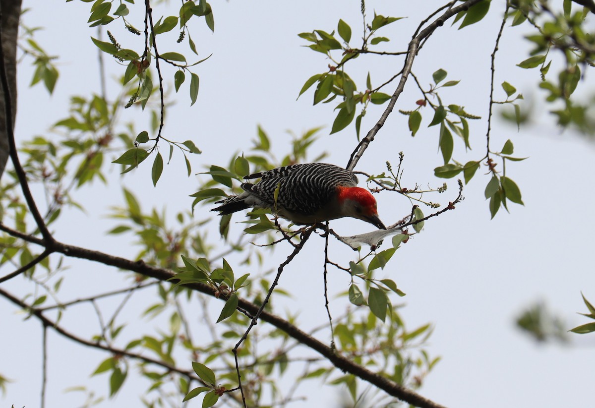 Red-bellied Woodpecker - ML333601861