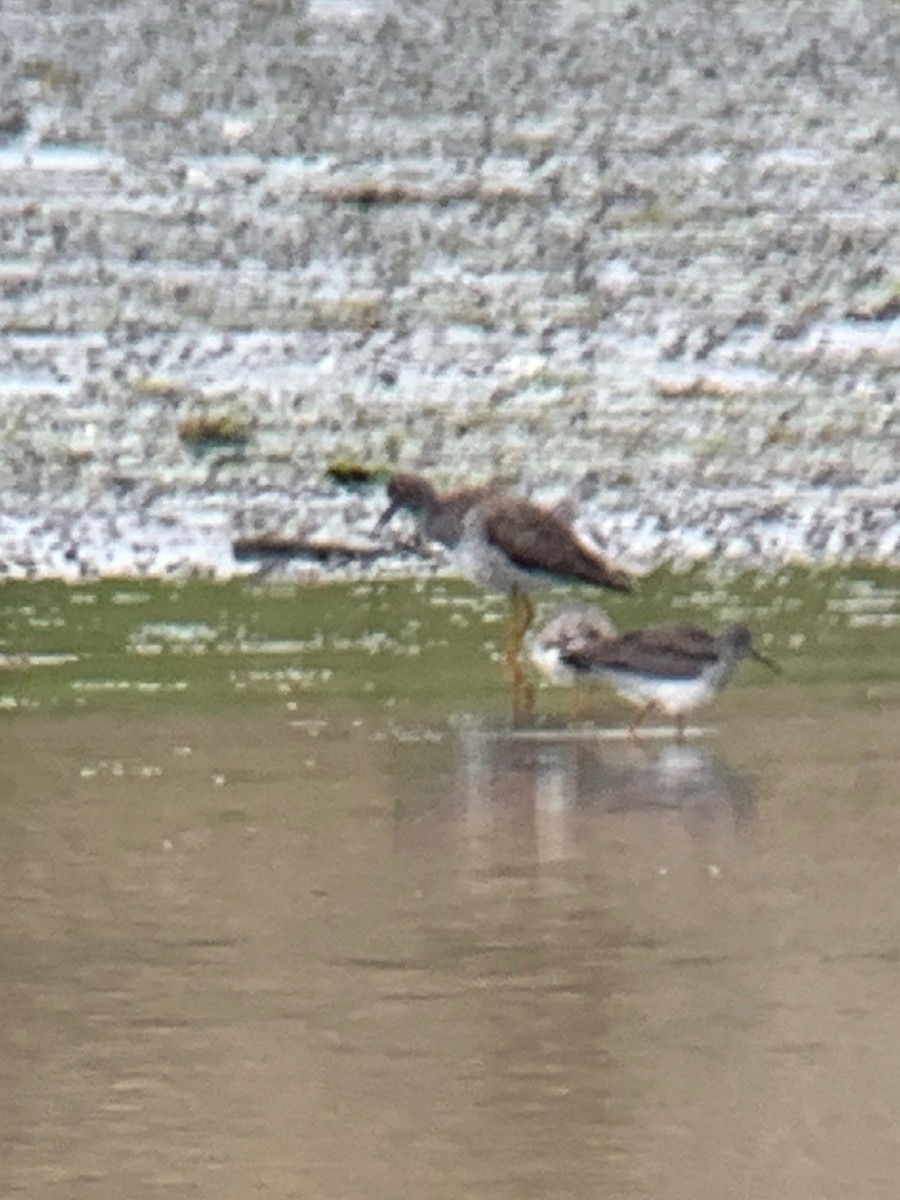 Lesser Yellowlegs - ML333602191