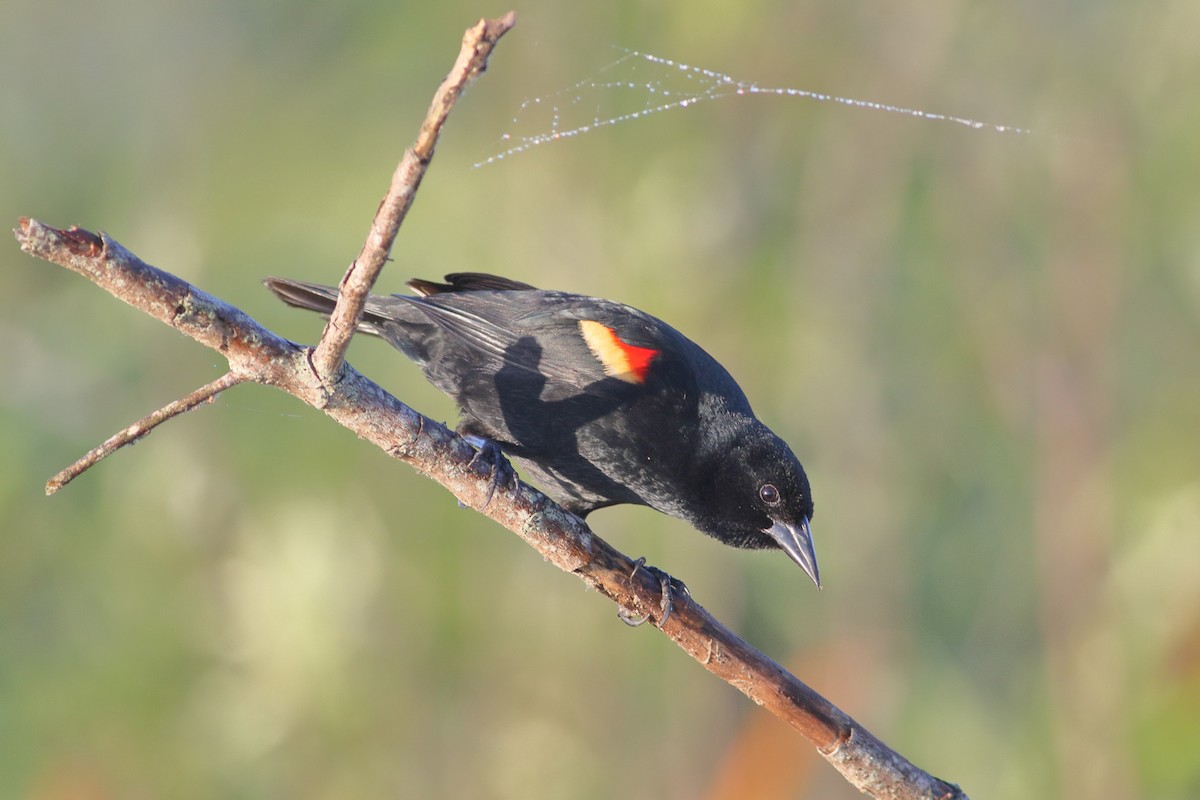 Red-winged Blackbird - ML333604611
