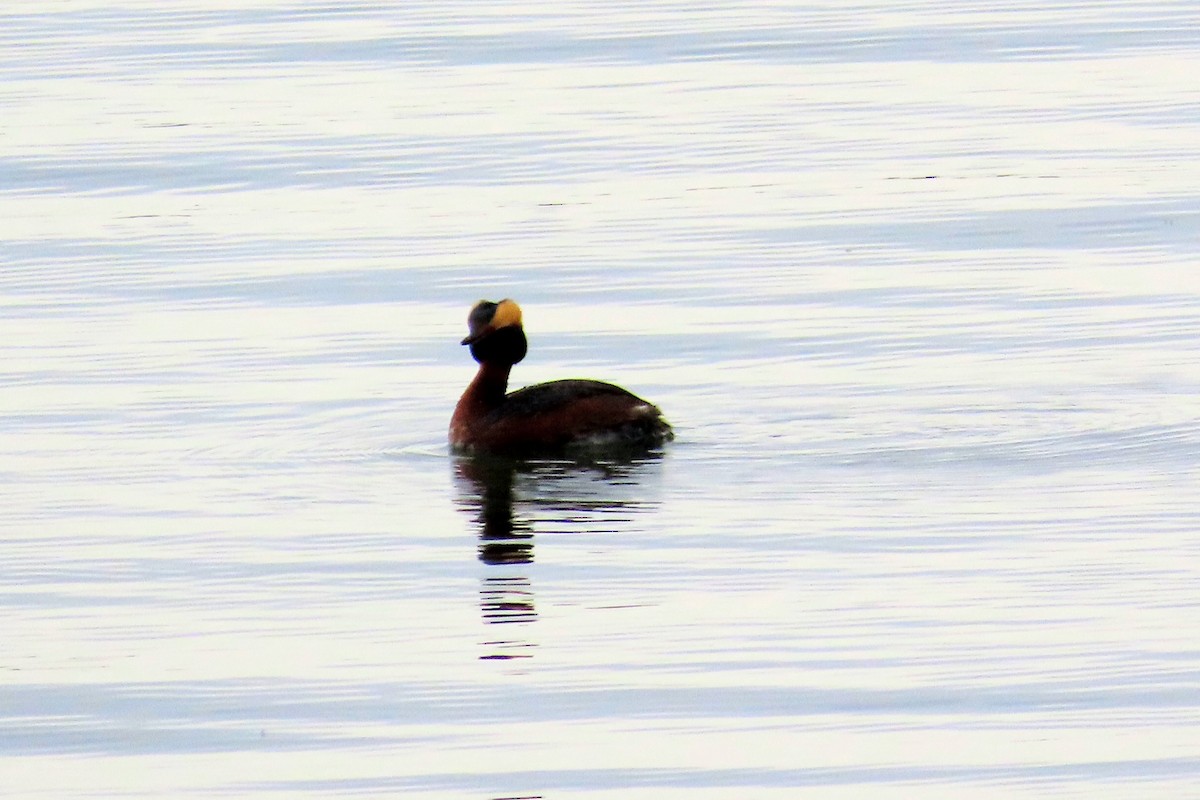 Horned Grebe - ML333607001