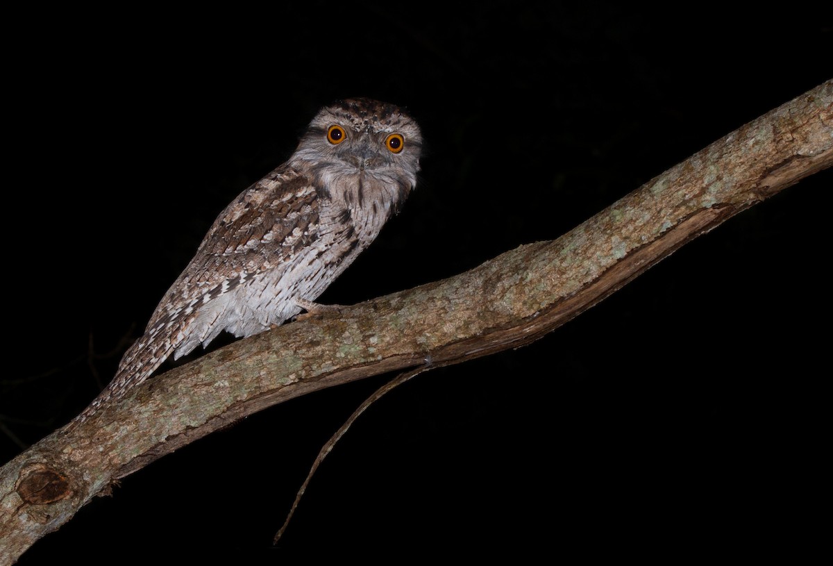 Tawny Frogmouth - ML333608981