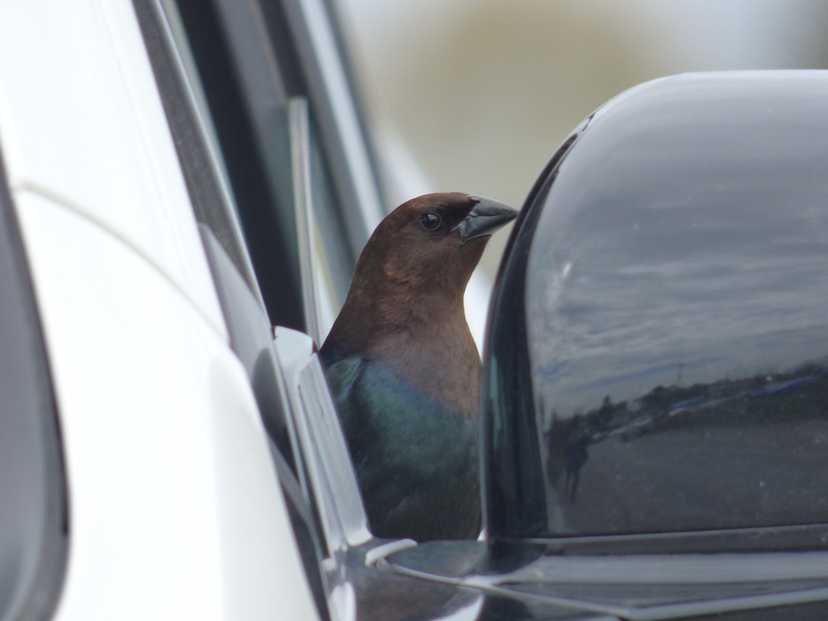 Brown-headed Cowbird - ML333611331