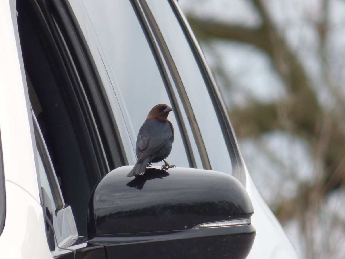 Brown-headed Cowbird - ML333611351