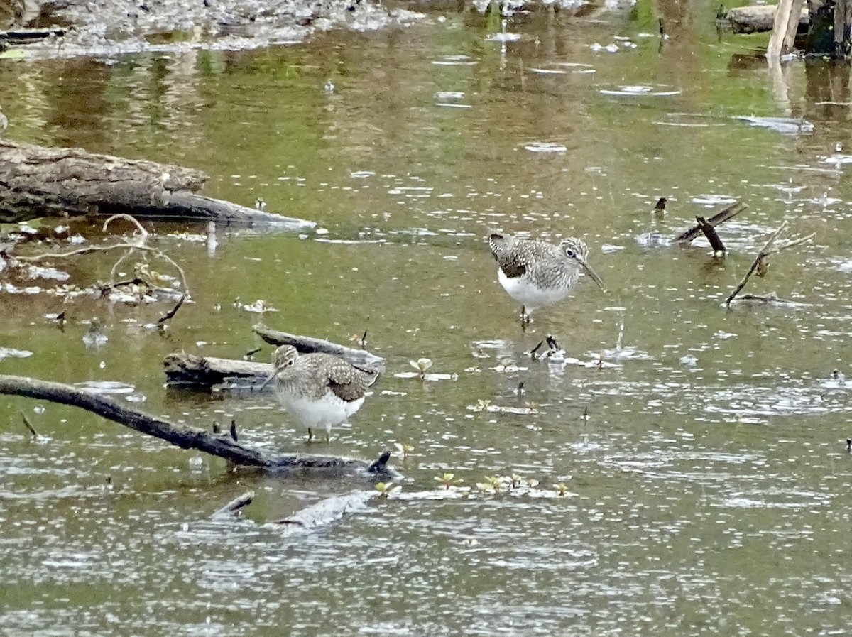 Solitary Sandpiper - ML333611901