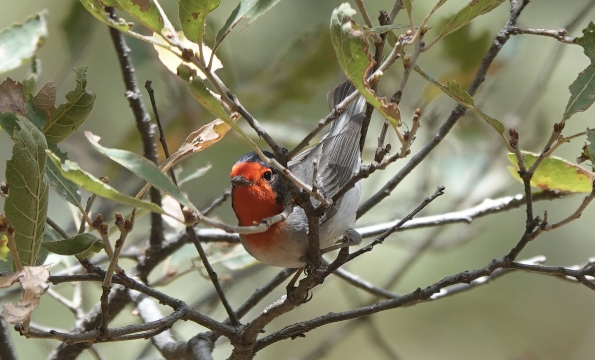 Red-faced Warbler - ML333612881