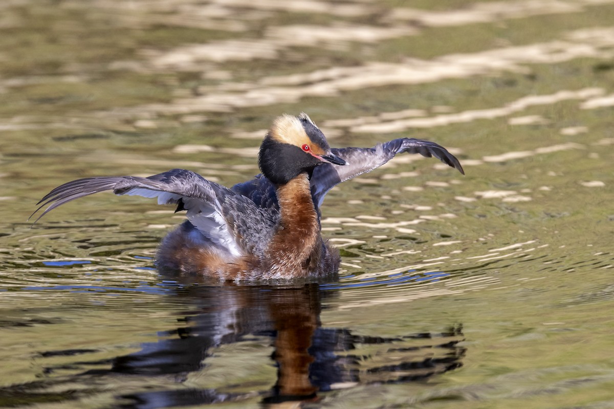 Horned Grebe - ML333616831