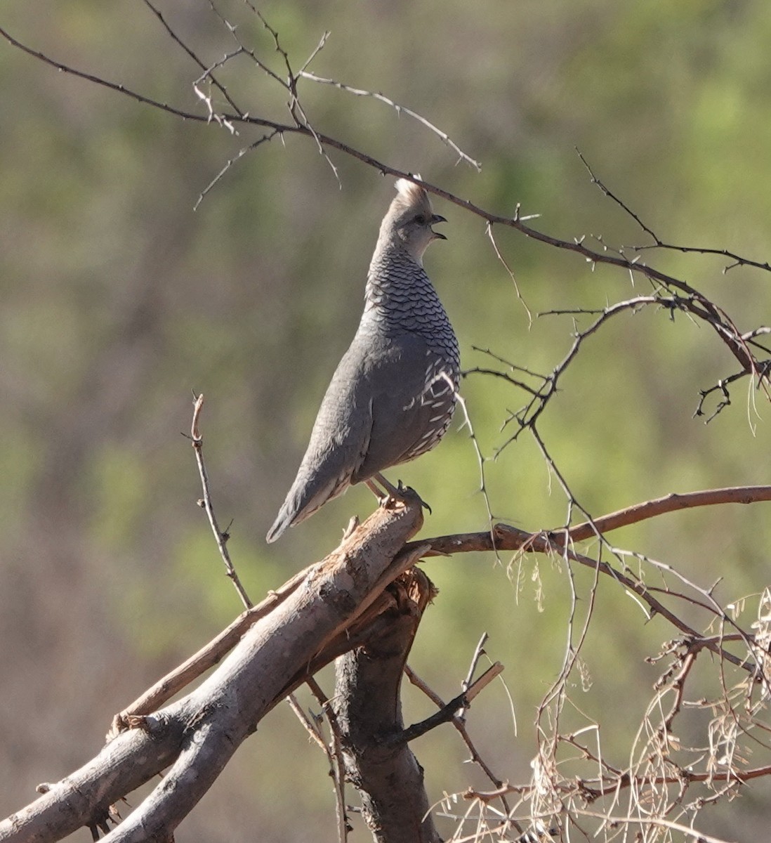 Scaled Quail - ML333617121