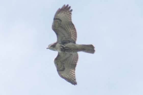 Red-tailed Hawk - David Brown