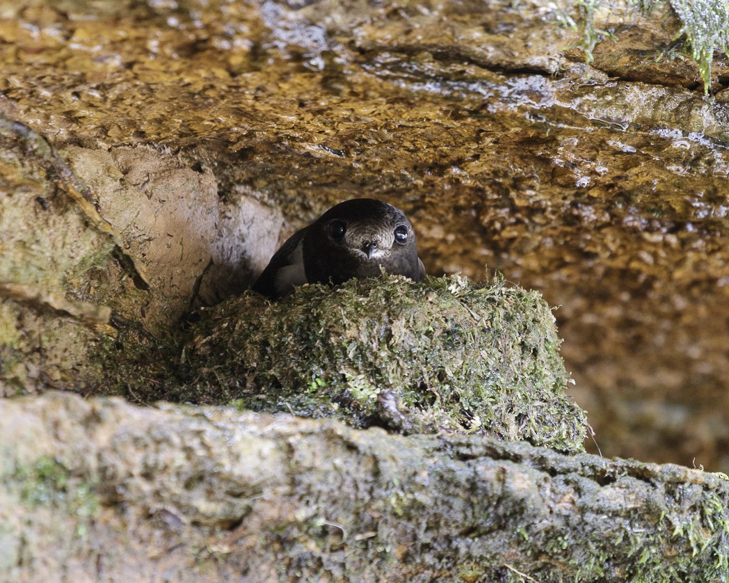 White-chinned Swift - ML333619871