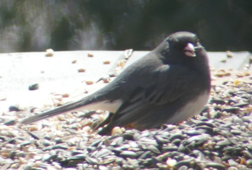 Dark-eyed Junco - Paul Riome