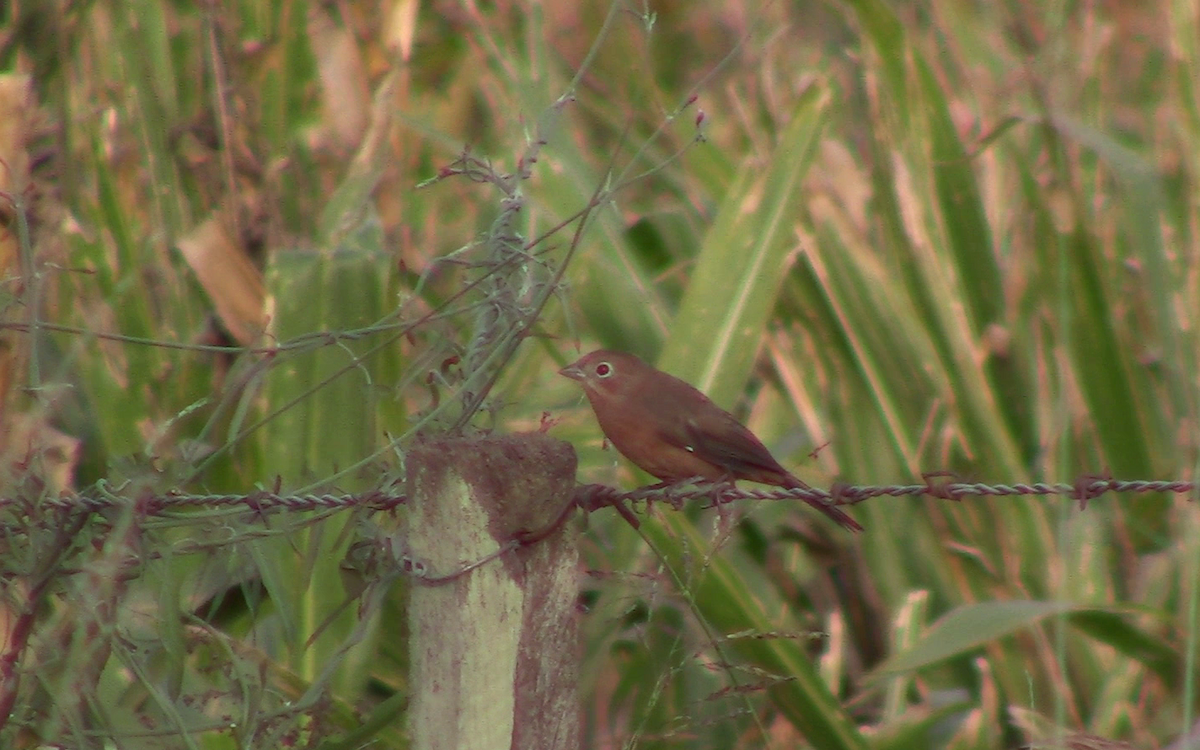 Red-crested Finch - ML333622541