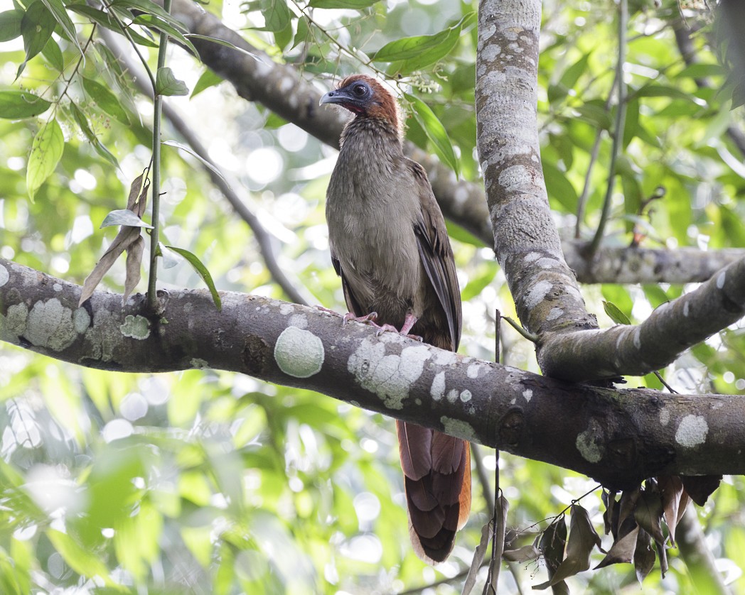 Variable Chachalaca - Silvia Faustino Linhares