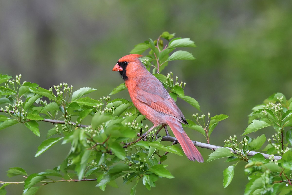 Northern Cardinal - ML333629241