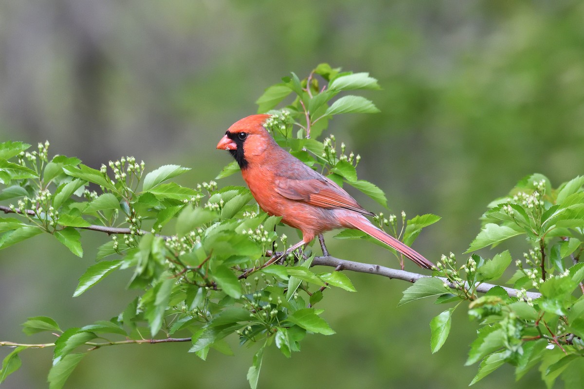 Northern Cardinal - ML333629261