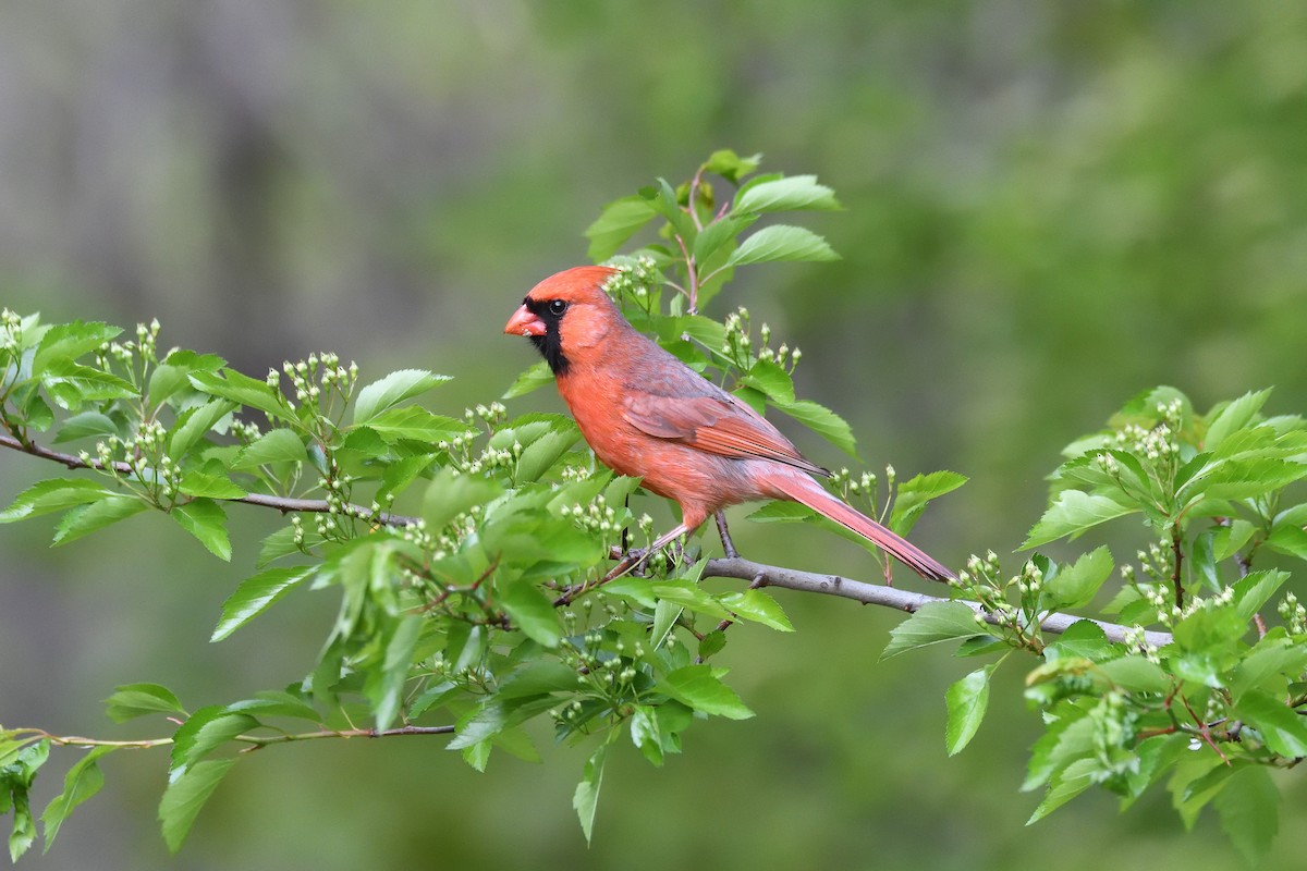 Northern Cardinal - ML333629271