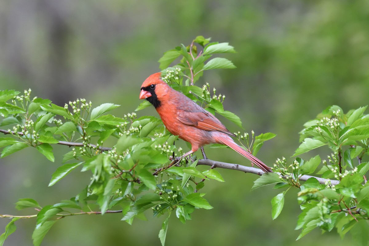Northern Cardinal - ML333629321