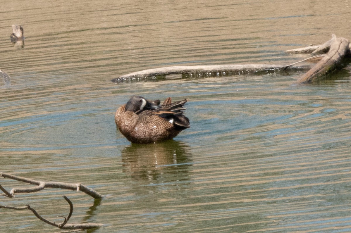 Blue-winged Teal - ML333629491